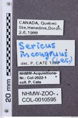 Etikette zu Dolerosomus incongruus (NHMW-ZOO-COL-0010595)